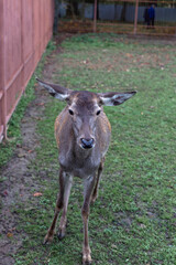 Naklejka na ściany i meble A female deer in the zoo near a brown fence