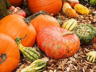 Cucurbita, ripe, bright orange pumpkins in an assortment of cultivars species for ornamental decoration and size competitions in garden
