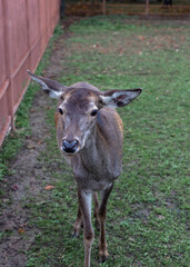 A female deer in the zoo near a brown fence
