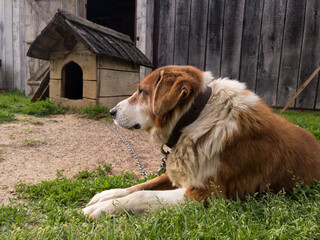 A dog tied on a chain of orange and white lies in front of his house during the day.