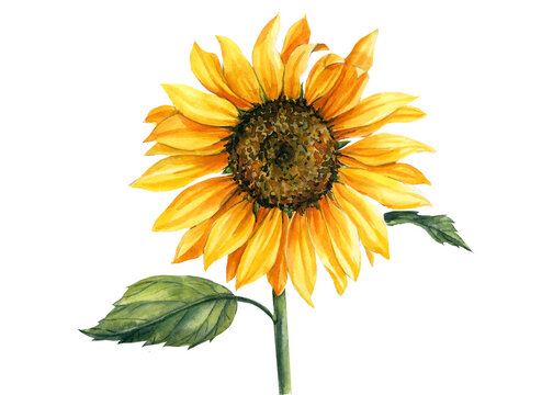 Yellow sunflower on isolated white background, watercolor botanical illustration, hand drawing, summer flower