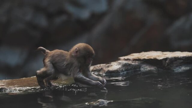 Adorable little snow monkey jumping in water