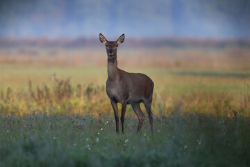 A roe deer walks on a green field in the early morning