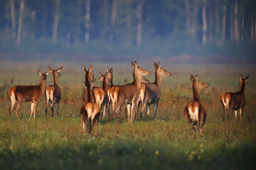 A roe deer family walks through a green field in the early mornings