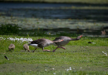 Geese defends their chicks at a pond on the Drottningholm island in Stockholm