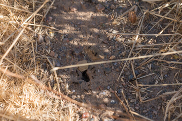 group of ants working carrying food