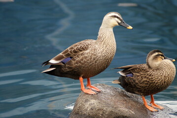 The Pair of Eastern Spot-billed Duck (Anas Zonorhyncha) on the Rock