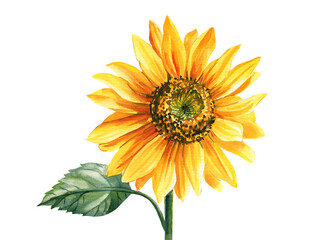 Sunflower, watercolor botanical illustration, hand drawing, Perfect for wedding, invitation, postcard 