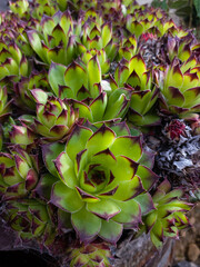 Close up of a rosette pattern of sempervivum tectorum or common houseleek plant.