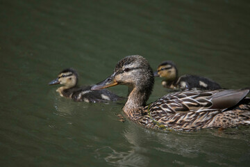 Female Mallard with chick in a pond at the Drottningholm island in Stockholm