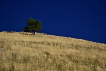 pine tree on the hill