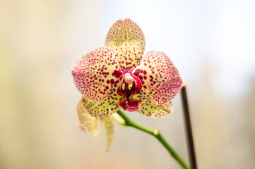 pink orchid flower