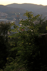 Vegetation in an urban park