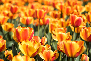 Naklejka na ściany i meble Beautiful spring tulips on the field 