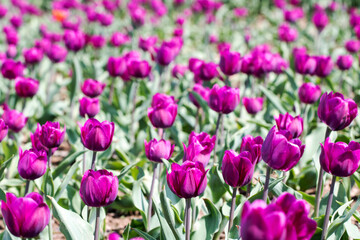 Beautiful spring tulips on the field
