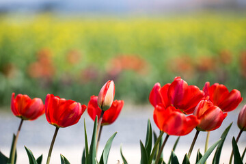 Beautiful spring tulips on the field
