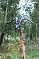 Goat skull on a wooden stake