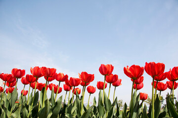 Fototapeta premium Beautiful spring tulips on the field 