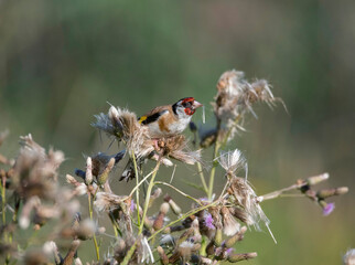 European goldfinch feeding on a Cirsium in a meadow in Stockholm