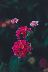 Pink Flowers