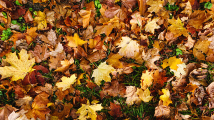 Red and yellow autumn maple leaves on green grass
