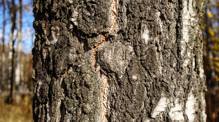 Birch tree trunk Closeup