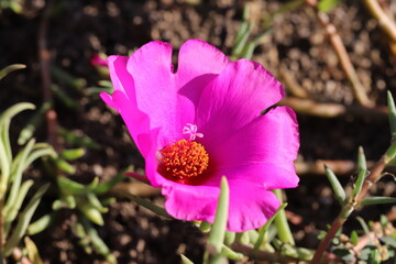 秋の花壇に咲くマツバボタンの濃いピンクの花