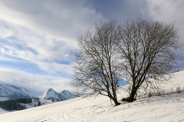 Fototapeta na wymiar tree on winter mountain slope