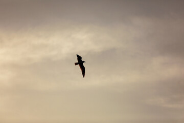 Beautiful Seagull silhouette flying on the sunset cloudy sky background