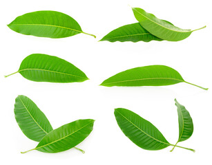 Vegetable  Fruit set isolated healthy fresh fruit top view vegetable agri nature isolated on a white background.

