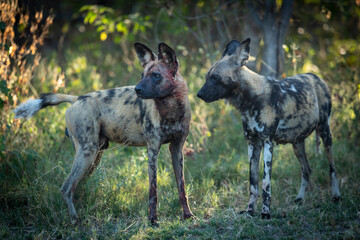 Two adult wild dogs standing in green bush looking alert in Khwai in Botswana