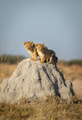 Two small lion cubs standing on top of a termite mound in early morning light in Savuti in Botswana