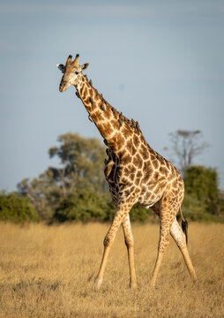 Vertical portrait of a male giraffe walking in dry grass with ox peckers on its neck in Savuti in Botswana