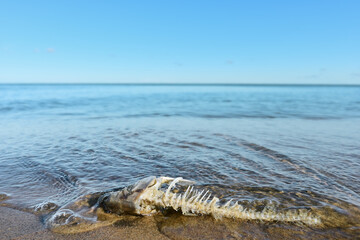 Seaside. The dead animal is the skeleton of a fish.