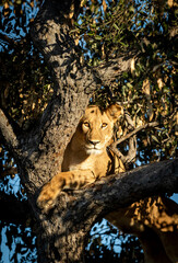 Vertical portrait of a female lioness standing in tree in Botswana