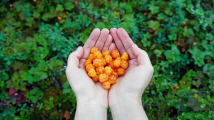 Cloudberries in palms