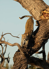 Vertical portrait of a leopard in tree stretching in Khwai River in Botswana