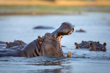 Hippo standing in water amongst a pod of hippos yawning with it's mouth open in Chobe River in...