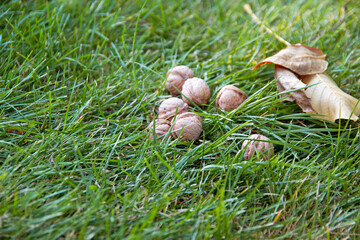 walnuts and leaves on the grass