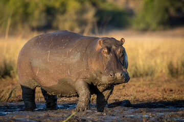 Horizontal portrait of an adult hippo with legs and mouth covered in mud in Chobe River in Botswana