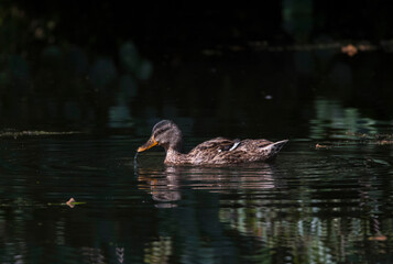 Female mallard in a pond in Stockholm 