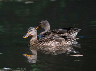 Female mallard in a pond in Stockholm swimming with an other mallard