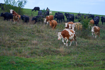 Fototapeta na wymiar Herd of buffalo and cows