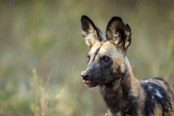 Horizontal portrait of an adult wild dog watching prey in Khwai in Botswana