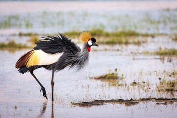 Grey crowned crane standing in water in Amboseli National Park in Kenya