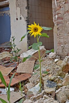 In the middle of a destroyed apartment and rubble stands a sunflower - symbol for nature's resistance against destruction and death - Nature reclaims its place, symbolized by a sunflower in rubble