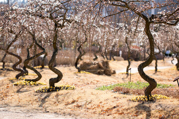 Blossoming of the apricot tree in spring time with  beautiful flowers.Natural seasonal background.
