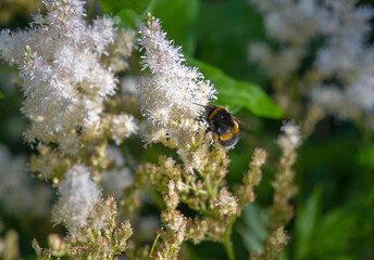 Bumblebee feeding on a flower in a garden in Stockholm