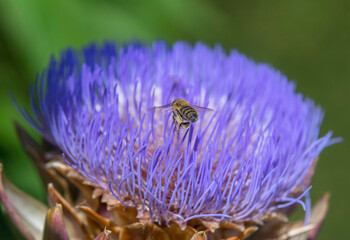 Bumblebee feeding on a Artichoke in a garden in Stockholm