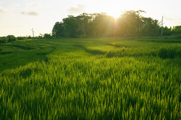 Paddy Rice Field In Pererenan, Bali, Indonesia. Picturesque Landscape With Green Grass, Palm Trees In Tropical Countryside.